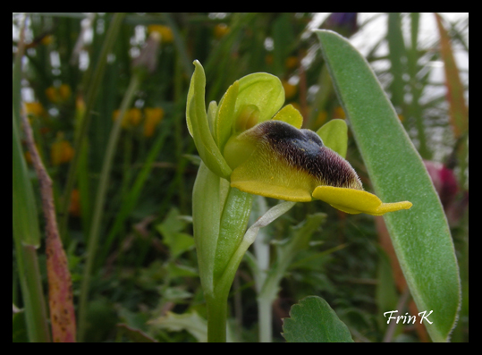 le mie prime Ophrys oxyrrhynchos ?